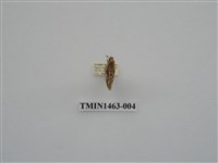 藏品(尺蠖蛾科)的圖片